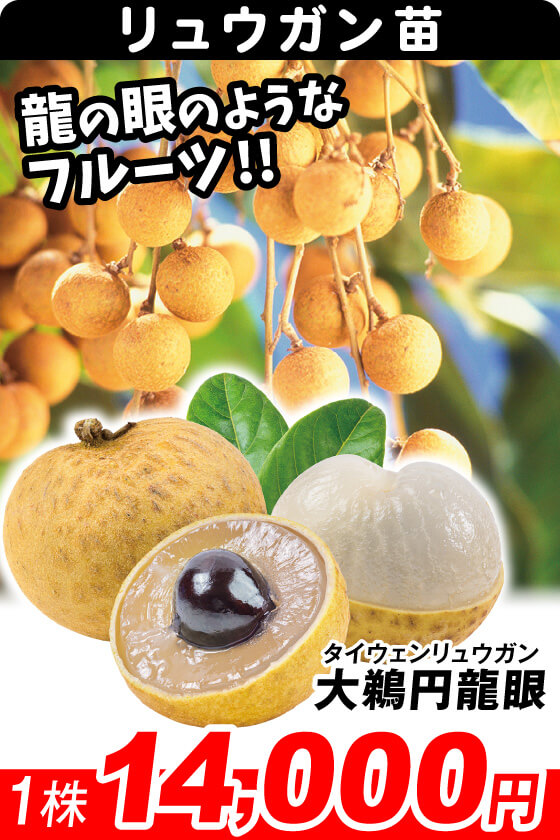 大鵜円龍眼