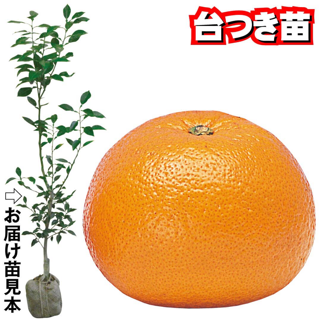 紅甘夏 苗木 果樹 実が沢山付き（この値段は今晩20時まで） 果樹苗 カンキツ 紅甘夏 台つき苗 1株 : 花と緑 国華園 - 通販