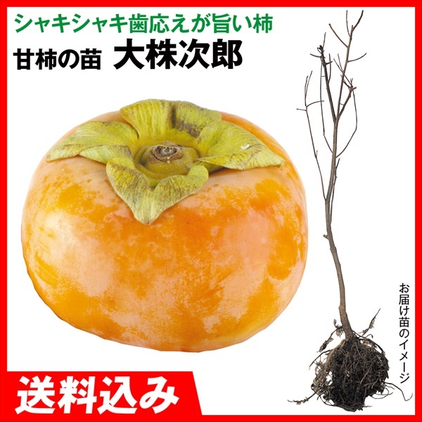 大株カキ 甘柿 大株次郎 1株 送料込み 果樹苗 国華園 | 