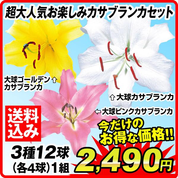 週末セール特価 超大人気お楽しみカサブランカセット 3種12球 [送料 