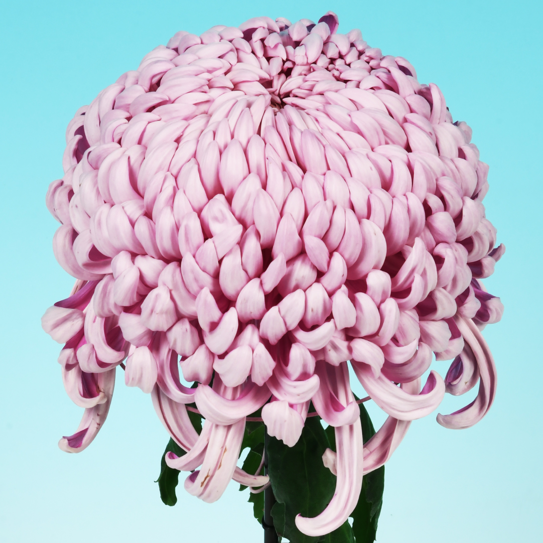 苗 菊苗」の人気商品一覧 | 安い商品を通販サイトから探す - 価格.com