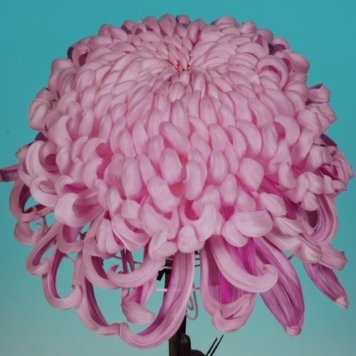 菊苗」の人気商品一覧 | 安い商品を通販サイトから探す - 価格.com