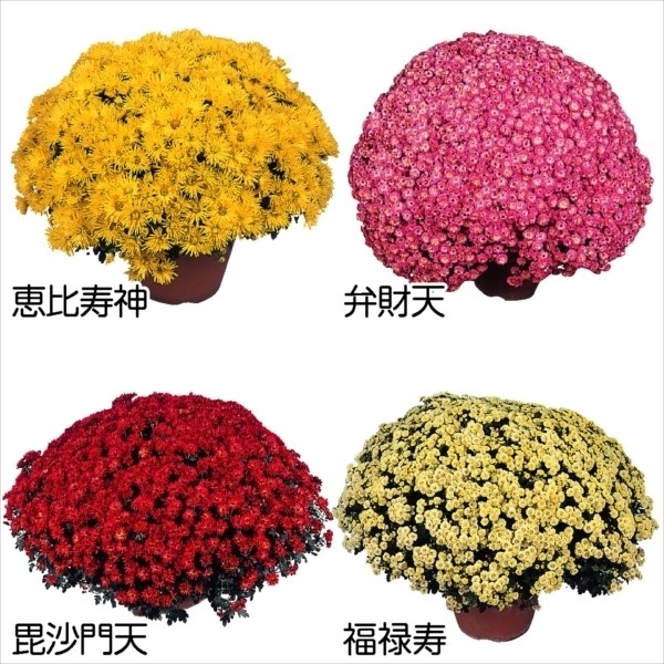 菊苗 寒菊小輪セット 18株(花色見計らい・名称なし) 悪く / 国 菊苗 寒菊小輪セット 18株(花色見計らい・名称なし) 悪く / 国