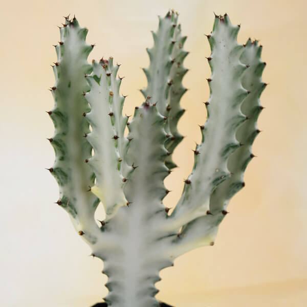 多肉植物 ユーフォルビア ホワイトゴースト 2株 : 花と緑 国華園
