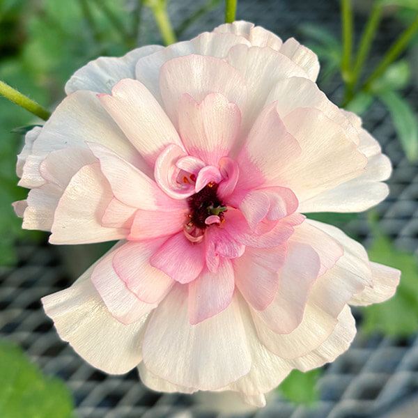 ラナンキュラス 苗 ラックス アリアドネPVP 1株 ポット植え球根