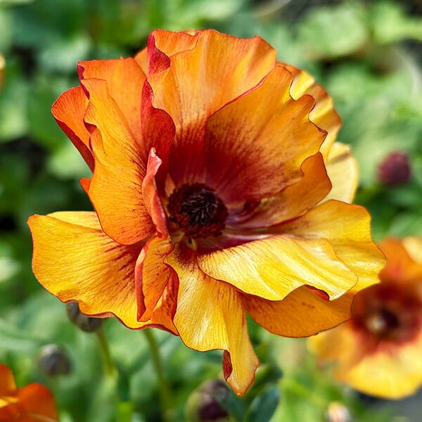 ラナンキュラス 苗 ラックス サティロス 1株 ポット植え球根