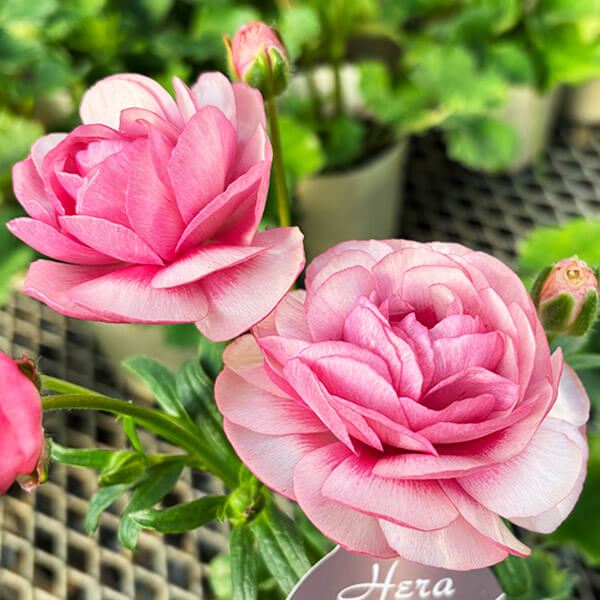 ラナンキュラス 苗 ラックス ヘラ 1株 ポット植え球根 ラナンキュラス