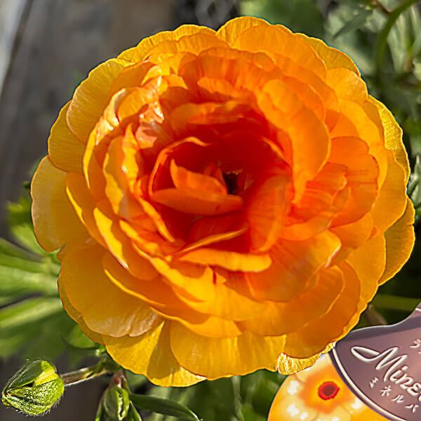 ラナンキュラス 苗 ラックス ミネルバ 1株 ポット植え球根