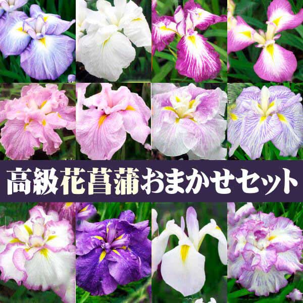 花菖蒲 苗の人気商品・通販・価格比較 - 価格.com