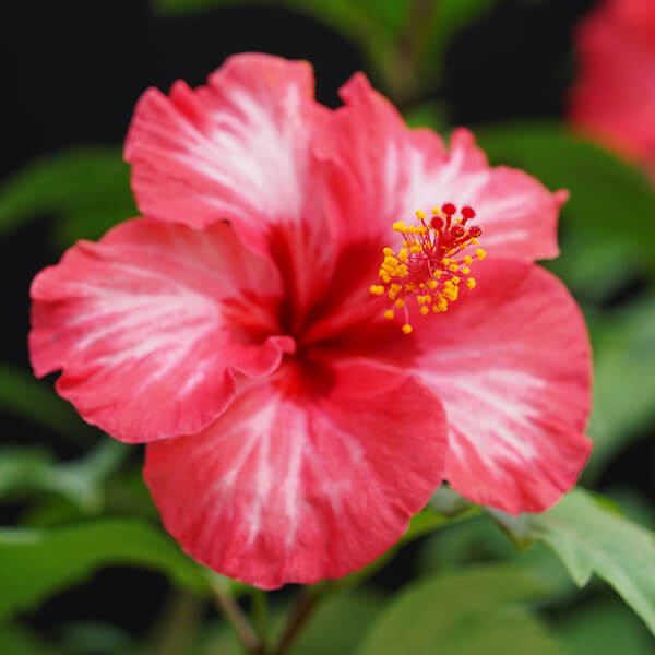 花苗 ハイビスカス ハミングバード 1株 : 花と緑 国華園 - 通販