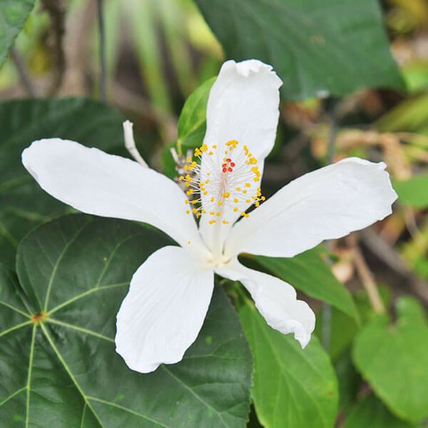 国華園 花苗 ハイビスカス インマクラツス 1株 : 花と緑 国華園 - 通販
