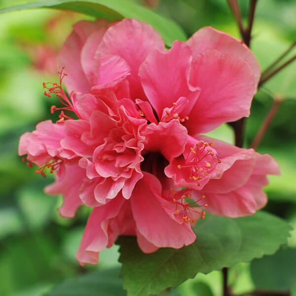 花苗 ハイビスカス フェアリーブーケ 1株 : 花と緑 国華園 - 通販