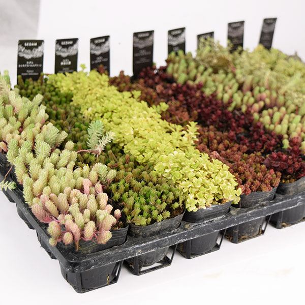 多肉植物 福袋」の人気商品一覧 | 安い商品を通販サイトから探す
