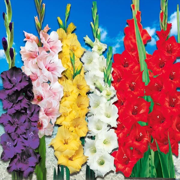 ポリキセナ 球根 ラケナリア ピンク 5球 ポリキセナの球根 夏植え球根