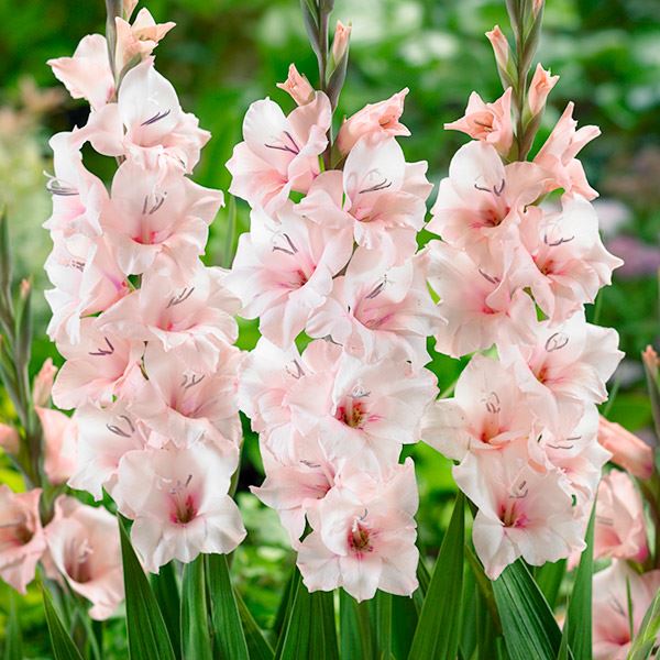 国華園 グラジオラス 球根 桃花 特大球(球周約14cm) 15球 グラジオラス