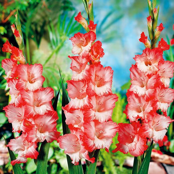 2024春大特価セール！ 球根 花 ピンクの人気商品・通販・価格比較 - 価格.com 花