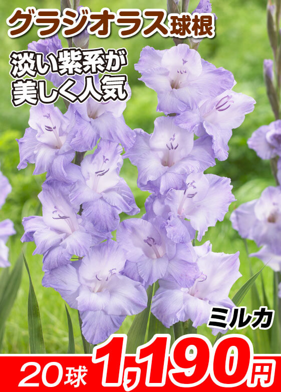 グラジオラス ミルカ
