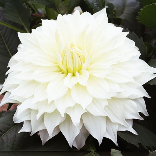 ダリア 球根 ショーンホワイト (大輪) 1球 ダリアの球根 ダリアの花 春