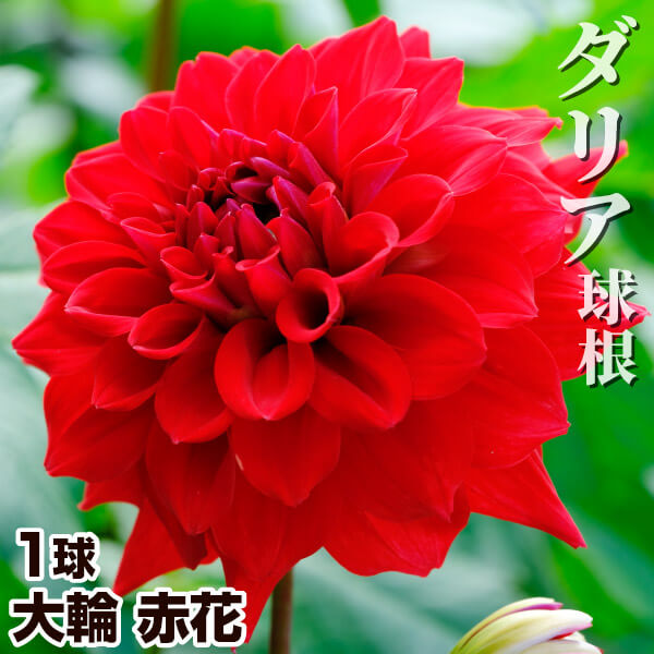 ダリア 球根 大輪 赤花 1球 春植え球根 / ダリアの球根 ダリア ダリア 球根 大輪 赤花 1球 春植え球根 / ダリアの球根 ダリア