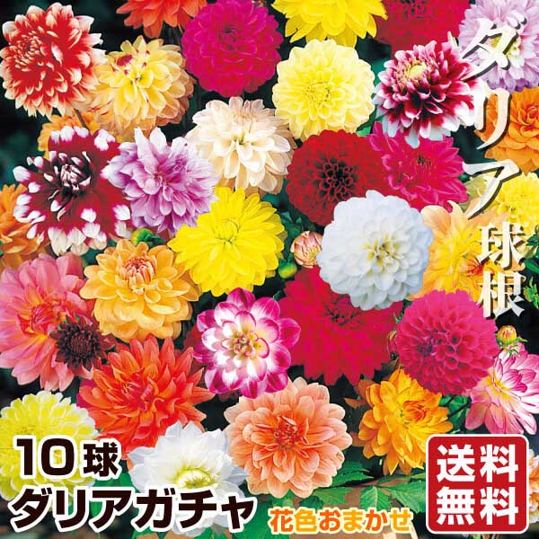 ダリア 球根 ダリアガチャ(無選別) 10球 送料無料 春植え球根