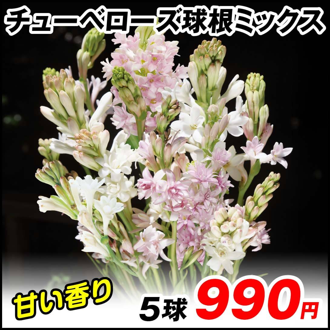 チューベローズミックス