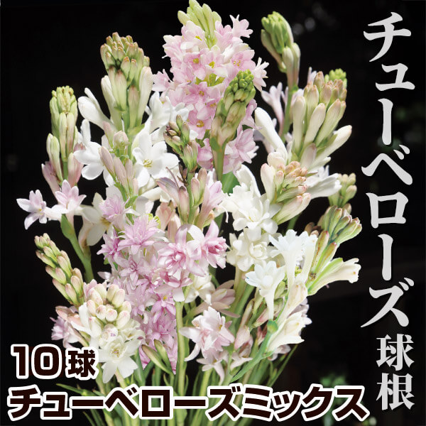 球根 チューベローズ」の人気商品一覧 | 安い商品を通販サイトから探す