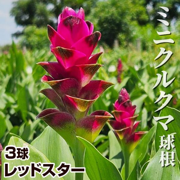 国華園 ミニクルクマ 球根 レッドスター 3球 クルクマの球根 春植え
