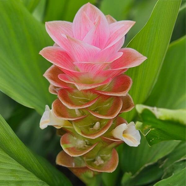 国華園 クルクマ 球根 オレンジインプレス 3球 クルクマの球根 春植え