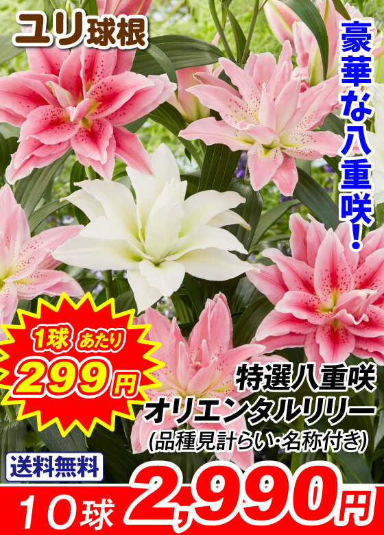 特選八重咲オリエンタルリリー