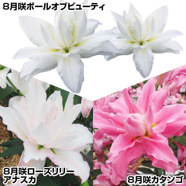 ユリ 球根 花ユリ 8月咲八重咲オリエンタルリリーセット3種9球