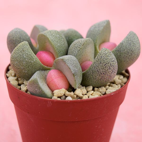 多肉植物 プレイオスピロス 令和の桃太郎 1株 : 花と緑 国華園 - 通販