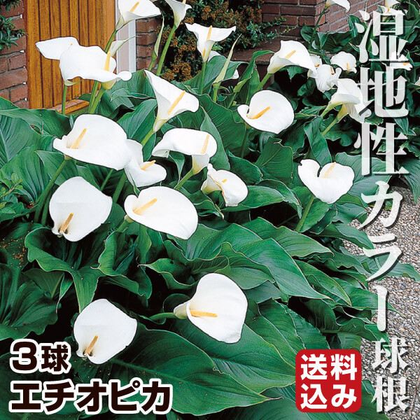球根 カラーの人気商品・通販・価格比較 - 価格.com
