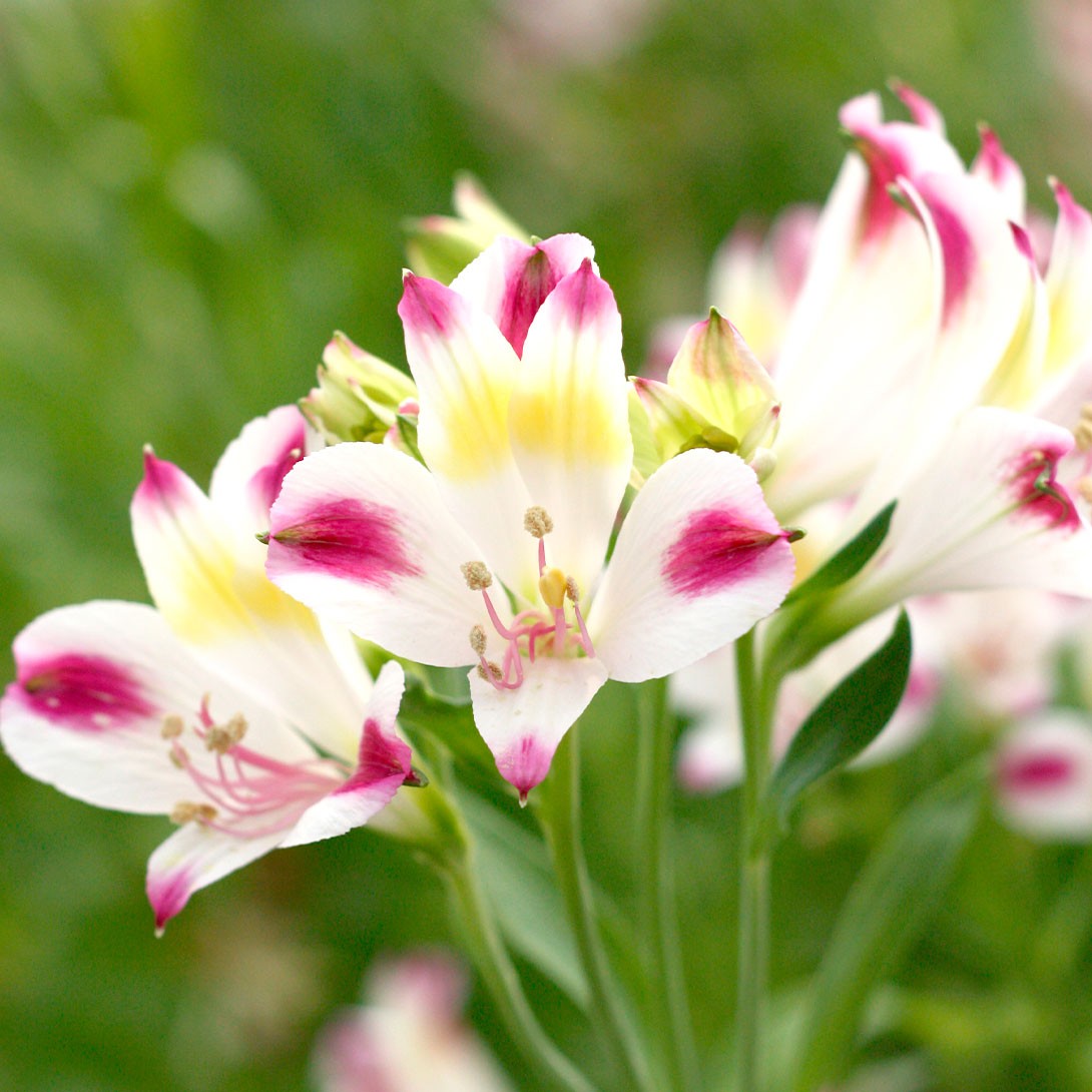 花と緑 国華園 - 切花向き花苗｜Yahoo!ショッピング