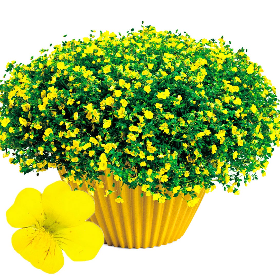 花と緑 国華園 - 花苗｜Yahoo!ショッピング