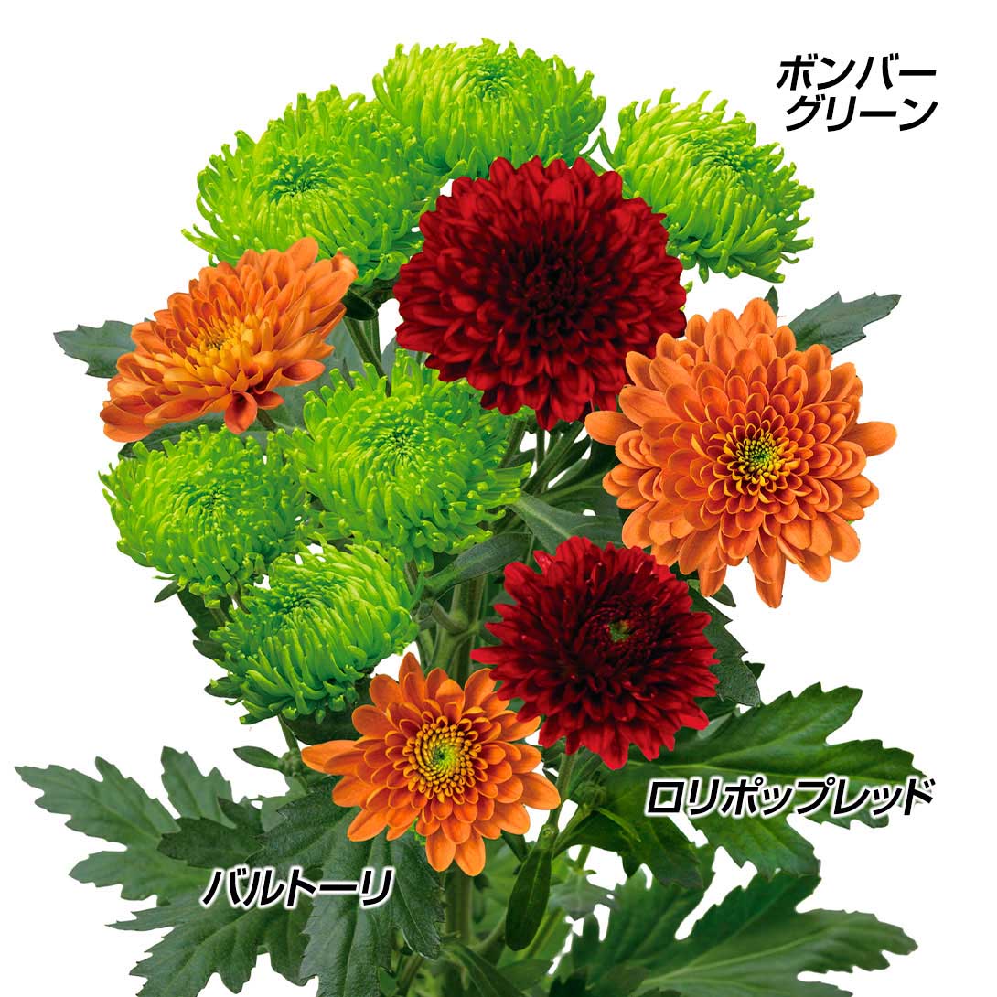 菊苗 豪華シックカラー菊セット 3種6株 送料無料 菊の苗 キク 国 菊苗 豪華シックカラー菊セット 3種6株 送料無料 菊の苗 キク 国