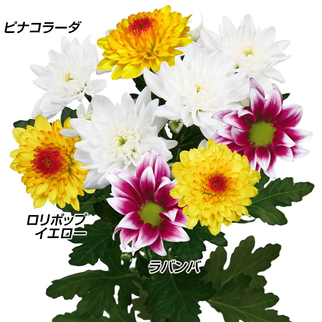 苗 菊苗」の人気商品一覧 | 安い商品を通販サイトから探す - 価格.com