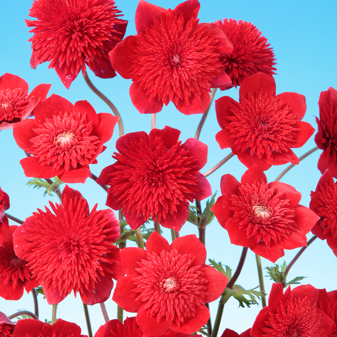 花苗 吹き詰め咲きアネモネ 2株 花の苗 : 花と緑 国華園 - 通販 