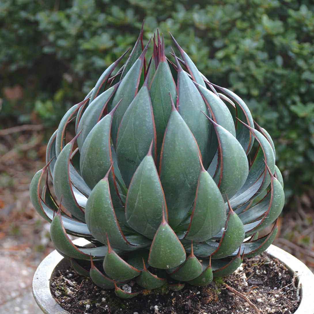 花苗 多肉植物 マンガベ プレイングハンズ 1株 / PW : 花と緑 国華園