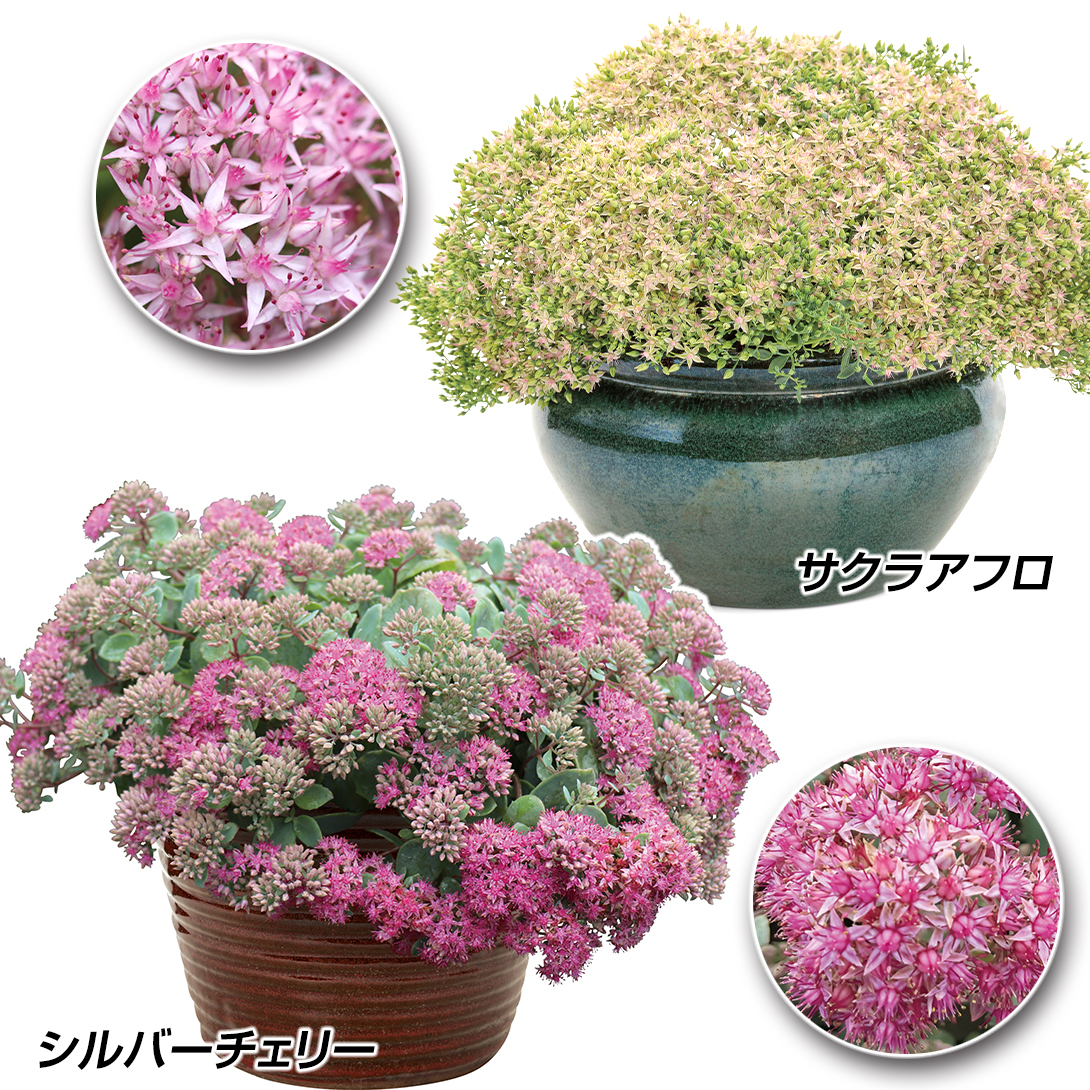 紫陽花 苗　桜のころとエダム　２種類セット　来年用 楽天市場】予約販売 アジサイ ダブルタッチエダムブルー 10.5cm