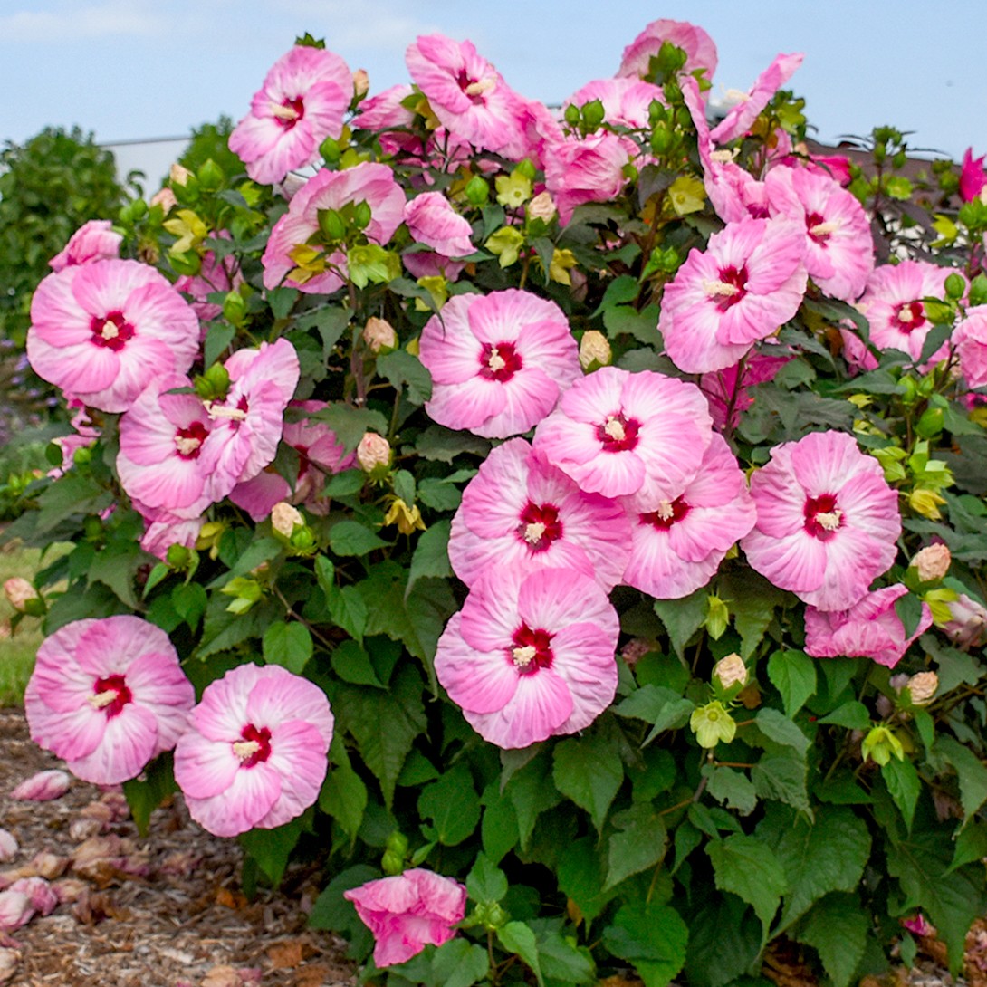 鉢植え花木 スモークツリー ラブリーローズ 7号鉢 1鉢 花つき 開花株