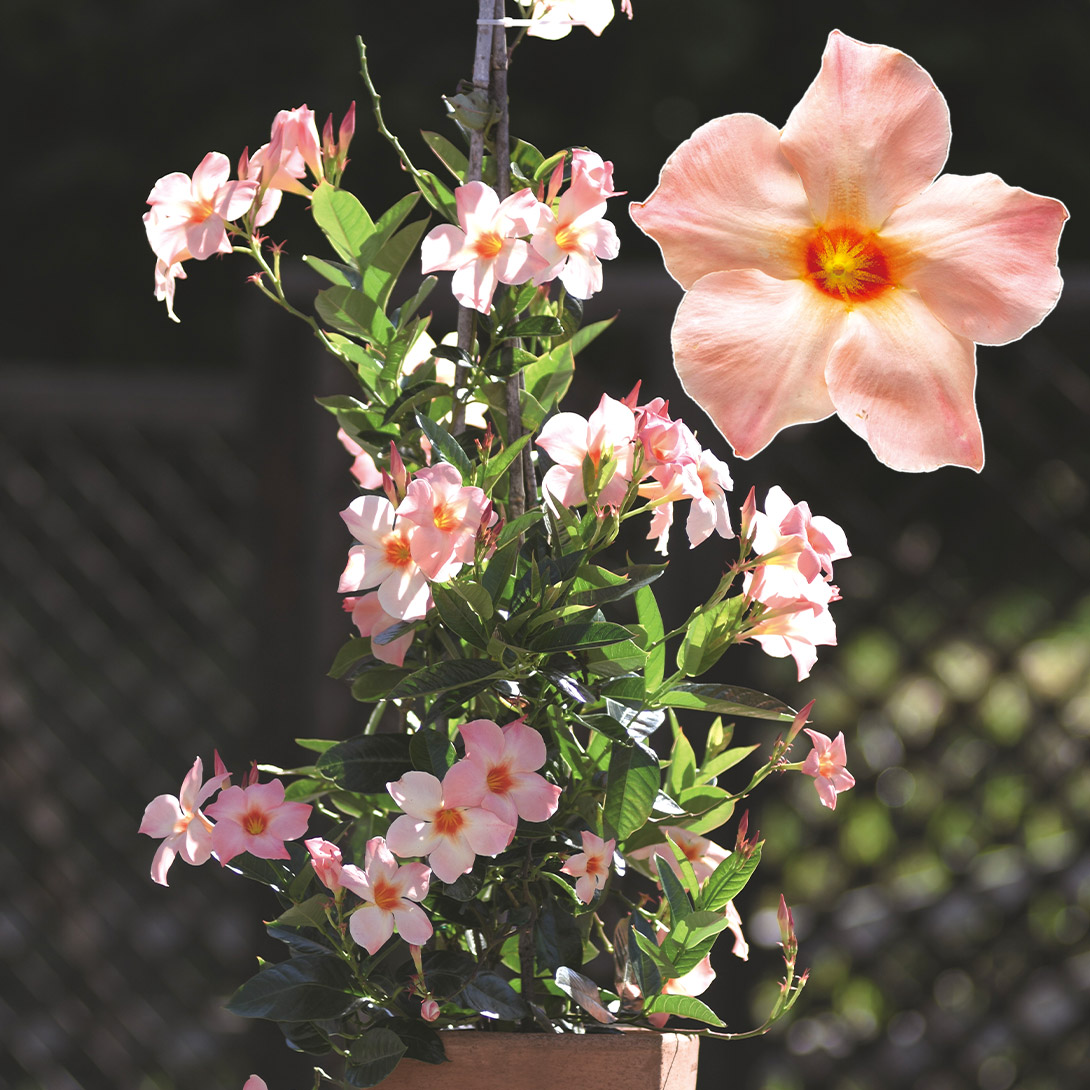 花苗 クライミングサンパラソル ピーチオレンジ 特許取得花色 2株 : 花