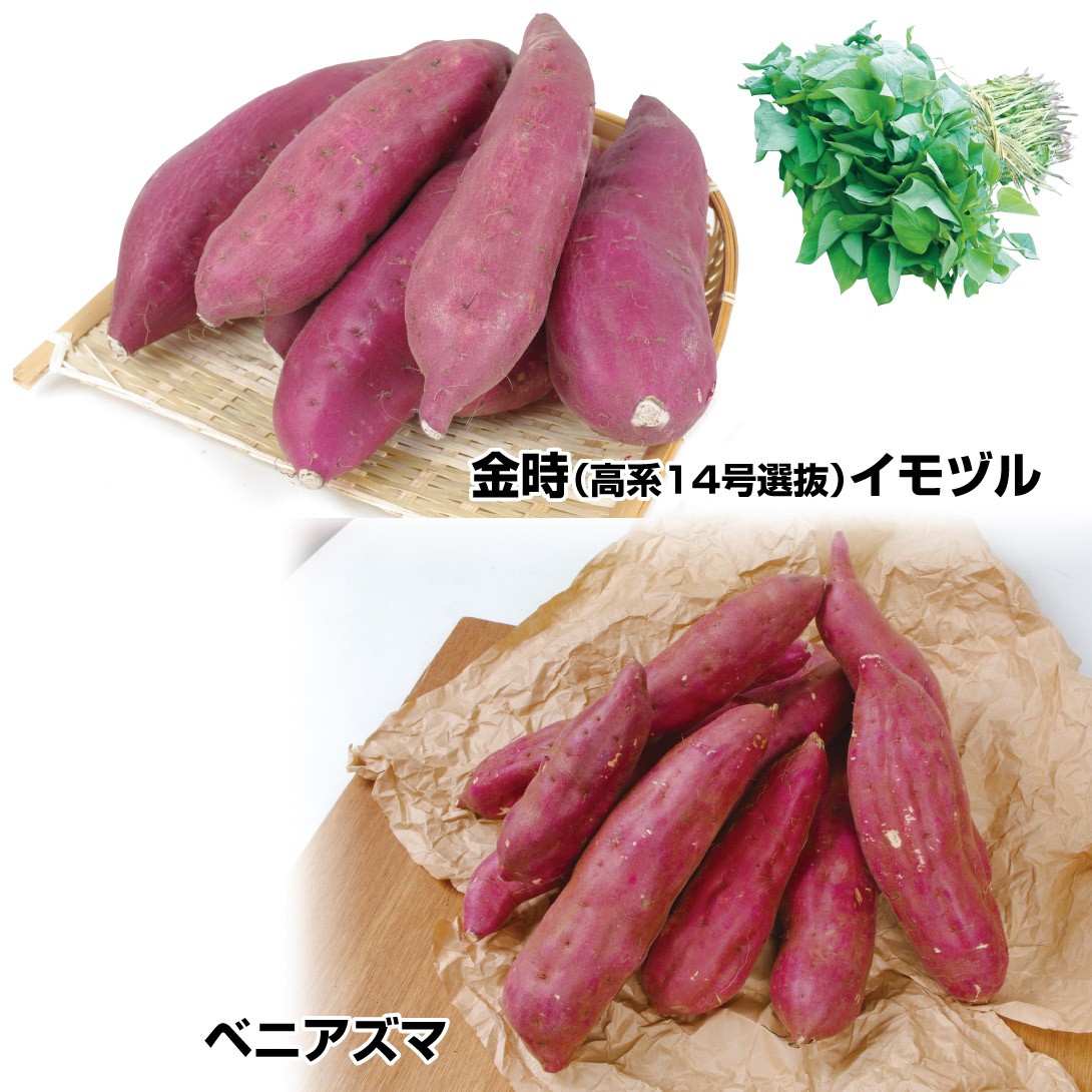 さつまいも苗　200本 種 さつまいも 苗」の人気商品一覧 | 安い商品を通販サイトから探す