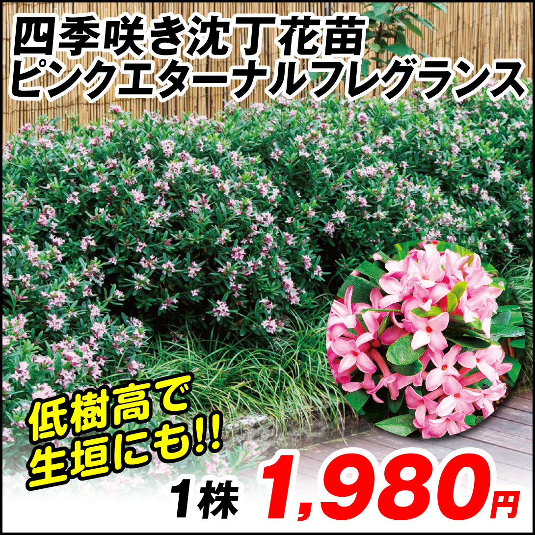 ピンクエターナルフレグランス