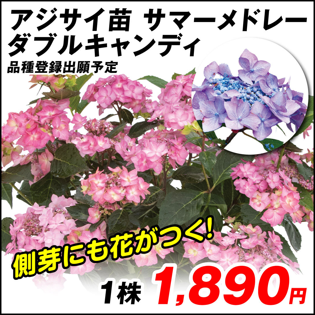 ダブルキャンディ