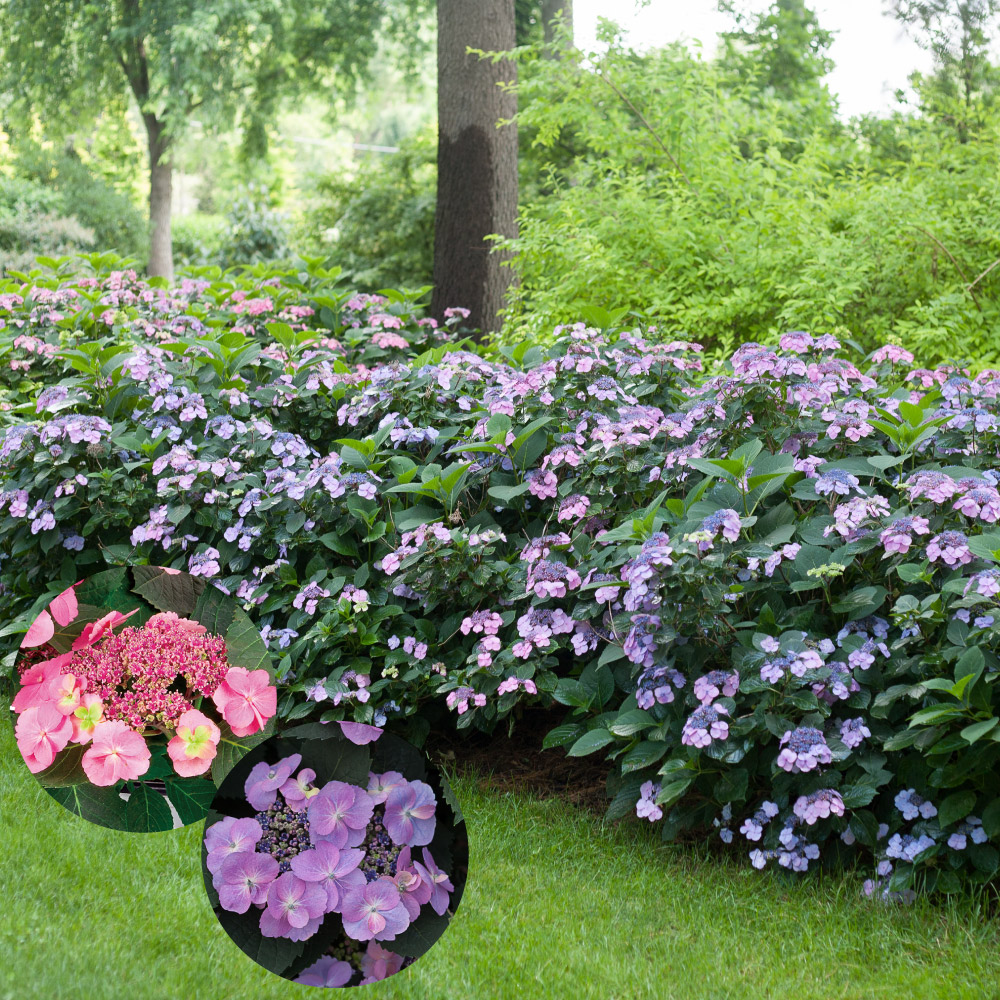 ヤマアジサイ 苗 タフスタッフ ダブルドリームPVP 1株 PW 山紫陽花苗