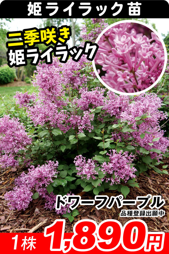 花木苗 姫ライラック ドワーフパープル