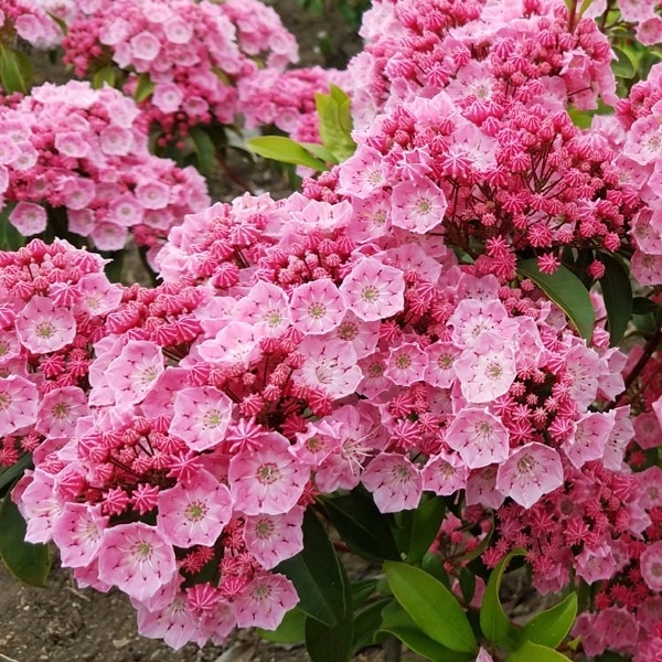 「カルミア 植木 盆栽」の人気商品一覧 | 安い商品を通販サイトから探す - 価格.com