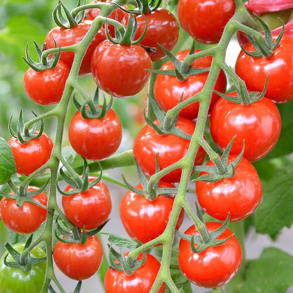 �ږؖ�ؕc �~�j�g�}�g �ږ�F1CF�v�`�Ղ�II 1��  �₳���Ȃ� �Ȃ� ���؉�