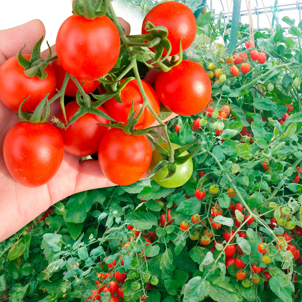 接木野菜苗 中玉トマト苗 接木F1華小町R（農林水産省登録品種
