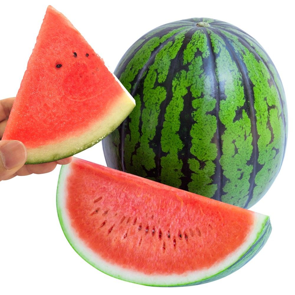 ぴーらーしー様　スイカ接木苗 接木野菜苗 マイクロシードスイカ 接木F1ぷちっとR（登録名:HW-NS1